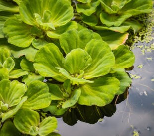 Duckweed. Image: Pen Ka Pat/Shutterstock.com