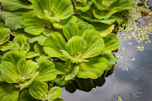 Duckweed. Image: Pen Ka Pat/Shutterstock.com