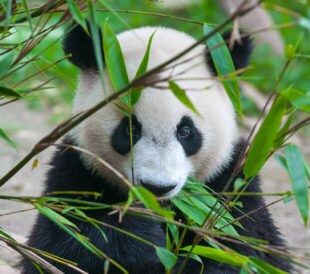 Cute panda bear eating bamboo. Image: Hung Chung Chih/Shutterstock.com.