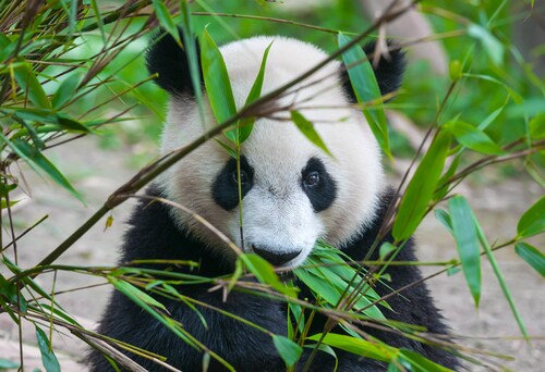 Cute panda bear eating bamboo. Image: Hung Chung Chih/Shutterstock.com.