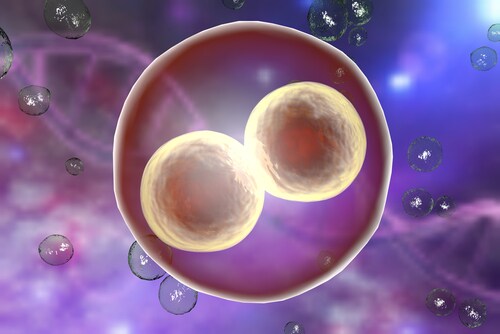 Human embryo on the stage of two cells on background with DNA. Image: Kateryna Kon/Shutterstock.com.