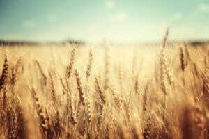 Golden wheat field with blue sky