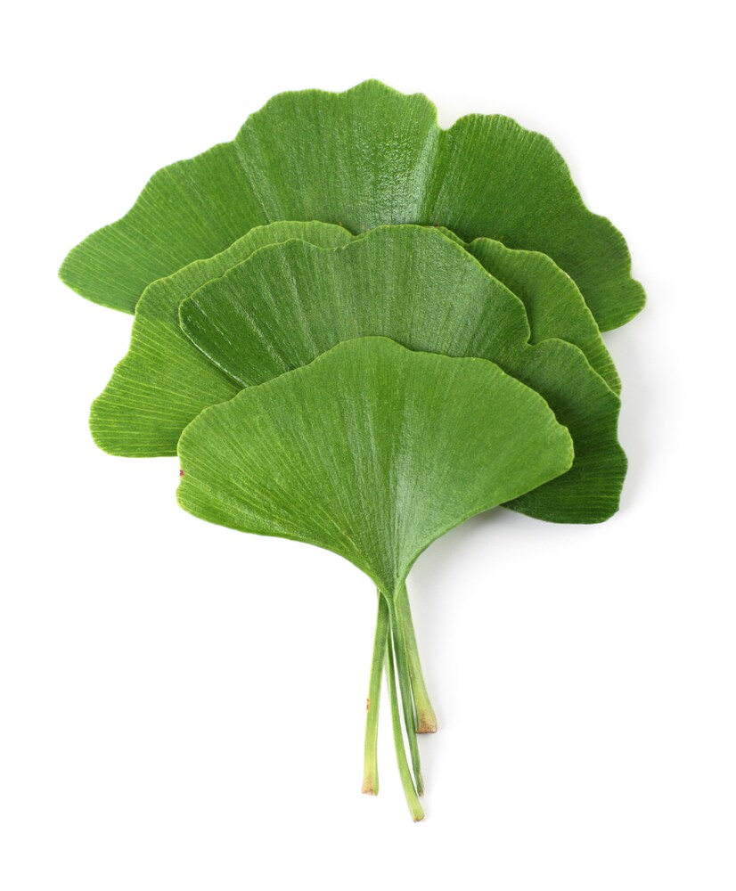 Gingko Biloba leaves isolated on a white background