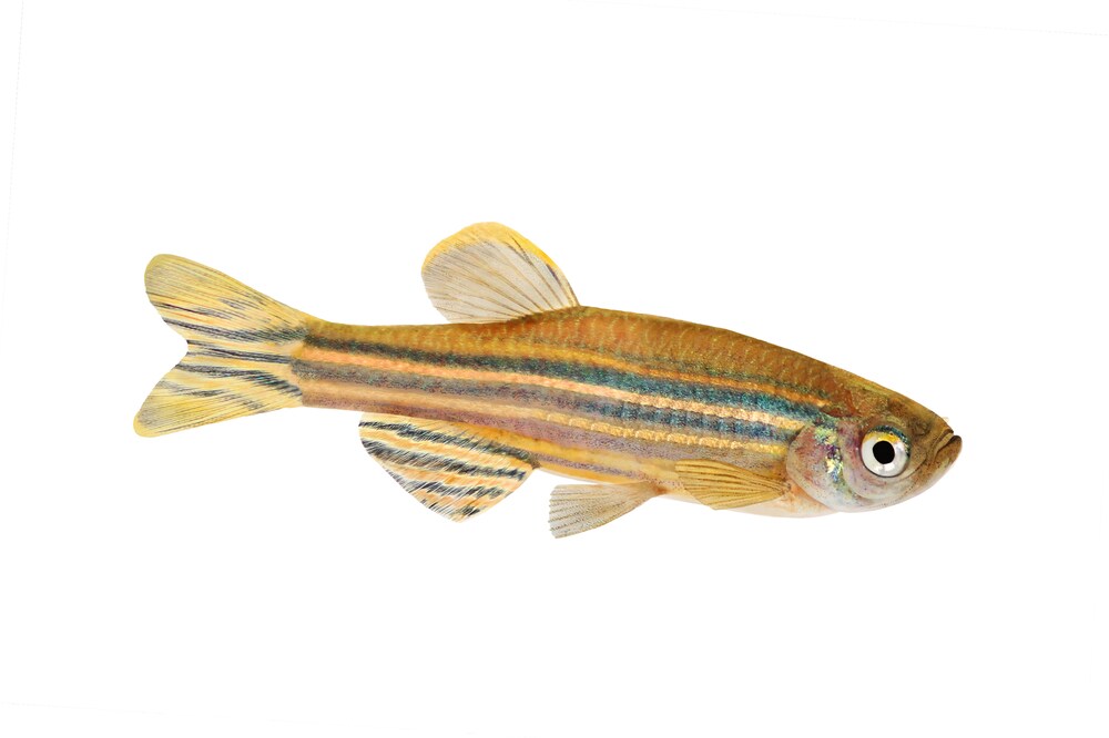 Zebrafish Zebra Barb Danio rerio freshwater aquarium fish isolated on white background