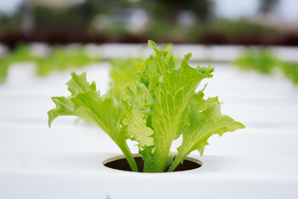 Single lettuce plant grown using hydroponics