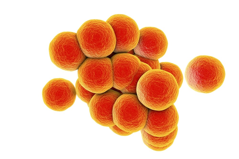 Staphylococcus aureus- An Overview - Microbe Notes