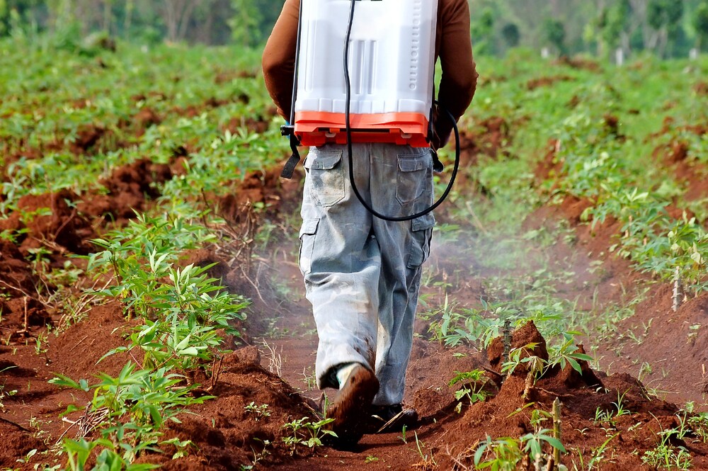 Farmer spraying pesticide in a cassaca field