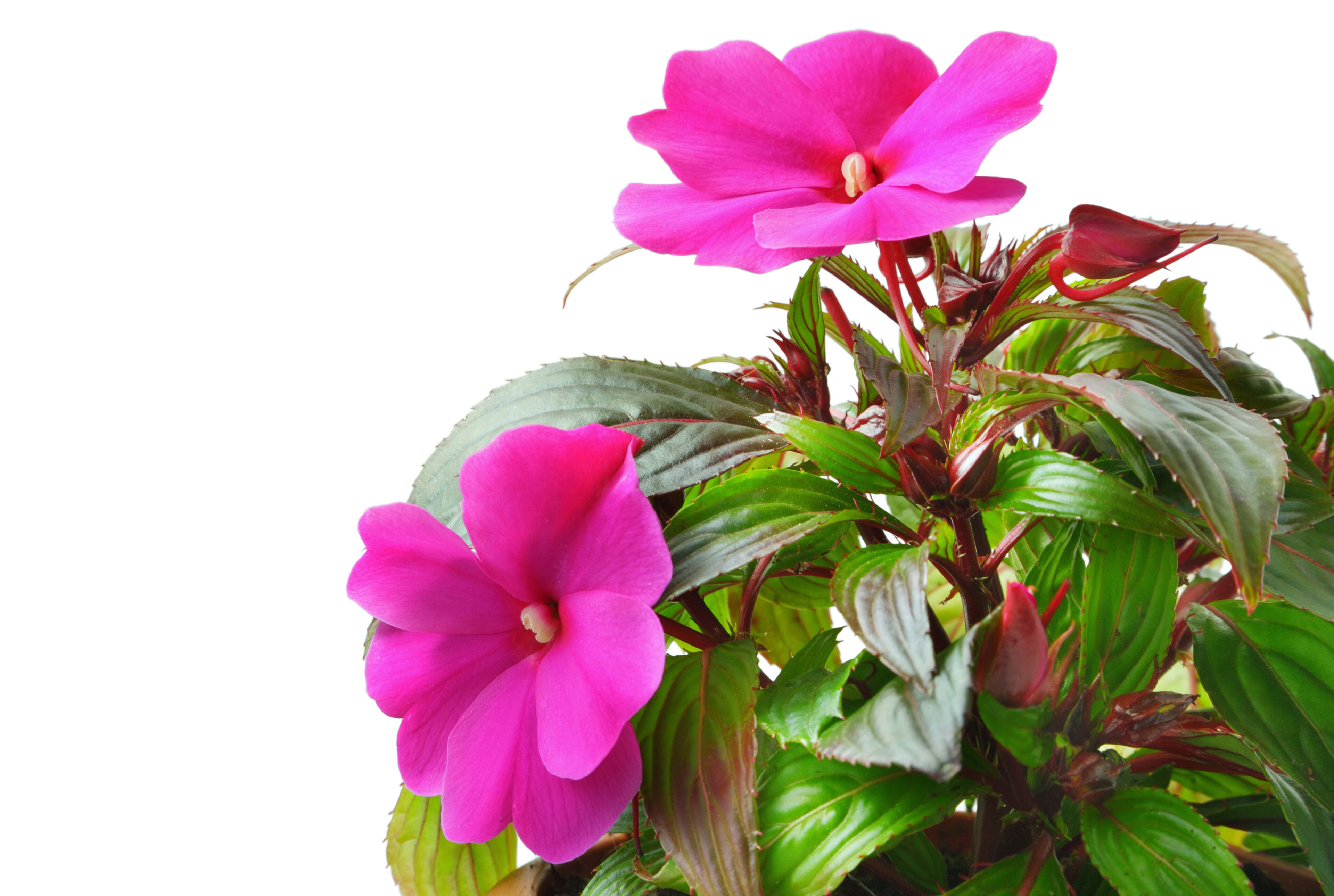 Impatiens balsamina flowering plant, isolated on a white background