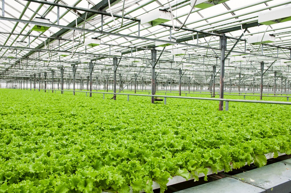 Lettuce growing in a green house
