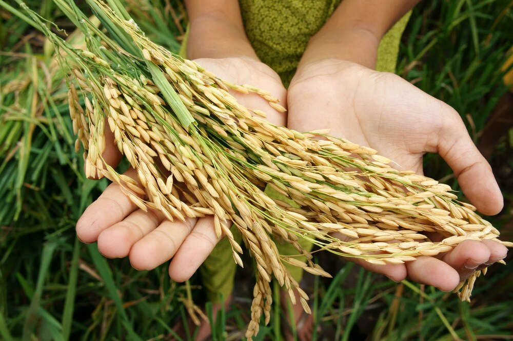 Hands holding wheat in a wheat field