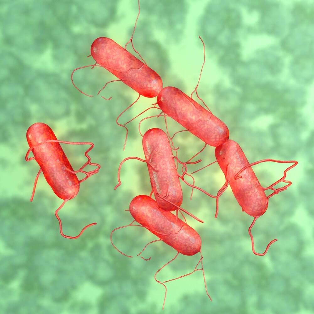 Red Salmonella bacteria on a green background