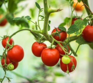 Branch of red cherry tomatoes