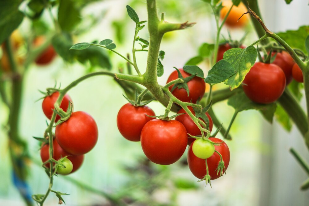 Detecting Melatonin in Cherry and Tomato Matrices