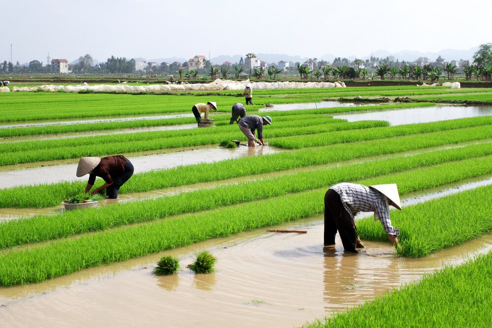 Food Surveillance in China: History and Initiatives