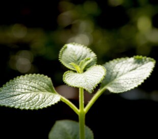 Oregano plant. Image: wasanajai/Shutterstock.com