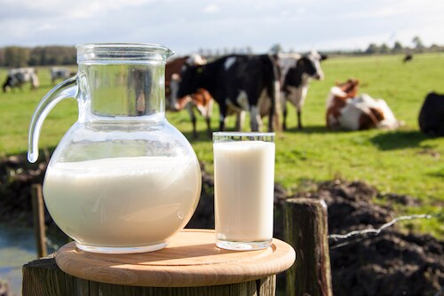 PCR-based milk testing helps ensure the safety of milk, like this glass and pitcher on a stool in front of a field full of cows.