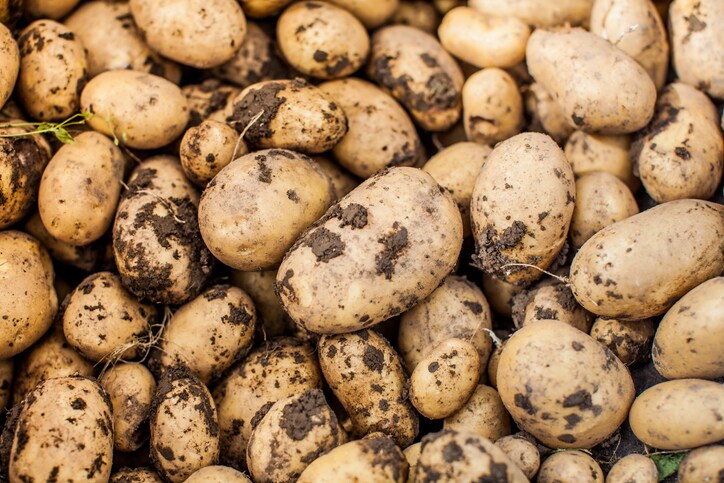 image of harvested potatoes