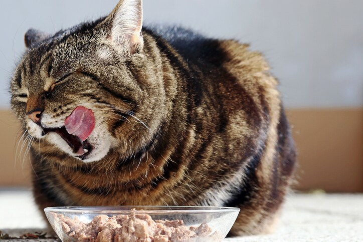 A cat is happy about its food. A cat licks her mouth with her tongue