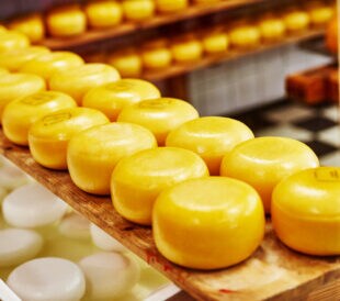 Cheese wheels on the shelves in diary production factory