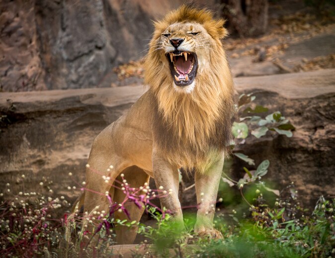 Drug Smuggling “In like a Lion”