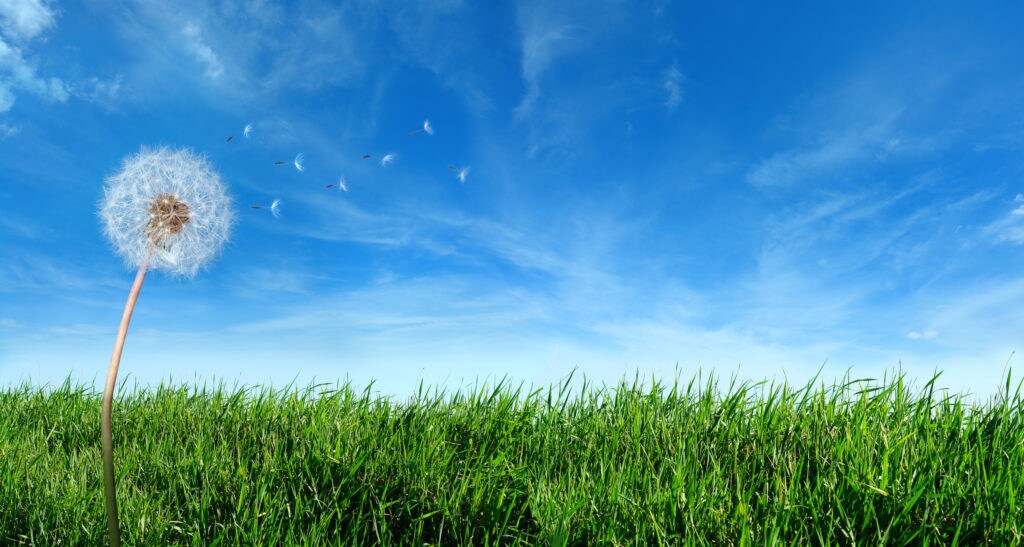 Flying Dandelion Seeds in the Wind