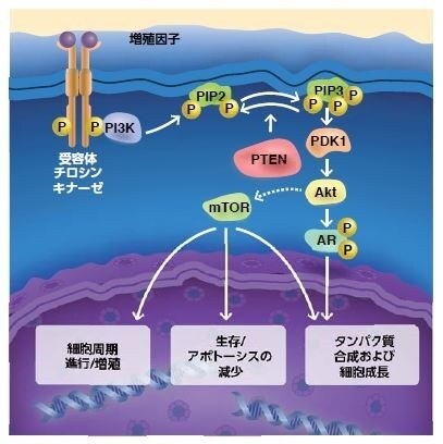 図3.4. 調節経路におけるPTENの役割：腫瘍細胞によるPTEN調節の喪失は、多くのタイプの固形腫瘍および血液系腫瘍におけるAkt活性化の増加に寄与します。