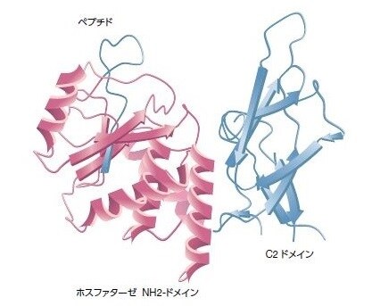 図3.5. PTENの構造：このタンパク質は403アミノ酸から構成されます。主要な機能ドメインには、N末端PIP2結合ホスファターゼドメイン（赤）、C2ドメイン、およびPTEN制御に関与するC末端テール（青）が含まれます。腫瘍検体において検出される主要なPTENミスセンス変異は、ホスファターゼドメインを標的とし、PTENホスファターゼ活性の喪失をもたらします。