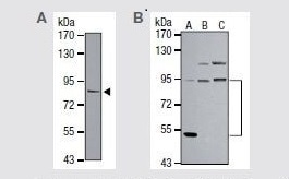PI3 Kinase p85 Alpha Rabbit Polyclonal Antibody