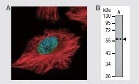 PTEN Rabbit Polyclonal Antibody