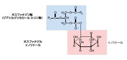 図3.2. ホスファチジルイノシトール (PI) の化学構造