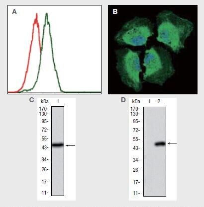 PIK3CAに対する抗体を使用した、（A）Jurkat（不死化急性T細胞白血病）細胞（緑色）およびネガティブコントロール（赤色）のフローサイトメトリー解析、（B）HeLa（不死化ヒト子宮頸がん）細胞（緑色）の免疫蛍光分析、（C）ヒトPIK3CAのウェスタンブロット検出、および（D）1）HEK293（不死化ヒト腎臓）ならびに 2）PIK3CAを導入したHEK293細胞ライセートにおけるPIK3CAのウェスタンブロット解析。