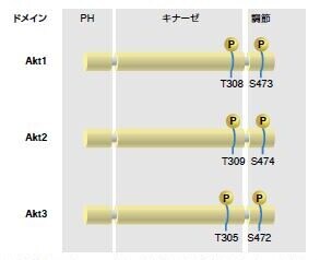 図3.7. Aktの哺乳類アイソフォーム：Akt1およびAkt2は身体の大部分の組織において遍在的に発現するのに対し、Akt3は神経組織および精巣において選択的に発現します。Akt1およびAkt2はさまざまな組織に発生するがんに関連します。メラニン細胞は、神経堤細胞に由来し、Akt3はメラノーマで高発現しています。