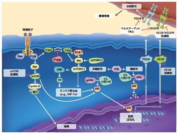 mTORシグナル伝達カスケード