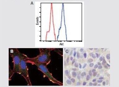 AKT1 + AKT2 + AKT3に対する抗体を使用して以下の解析を実施。 (A) フローサイトメトリー解析における未処理Jurkat細胞 (青色) と非特異的ネガティブコントロール (赤色) の比較。(B) 抗pan Akt抗体 (緑色) を使用して細胞染色したHeLa (不死化ヒト子宮頸がん) 細胞の免疫蛍光分析。アクチンフィラメントは赤色蛍光ファロイジンで標識。DNAは青色蛍光色素で標識。(C) パラフィン包埋ヒトメラノーマの免疫組織化学分析。