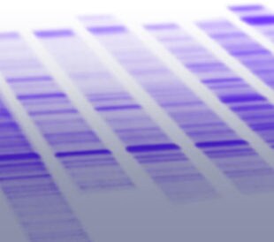 westernblotting-faq-title