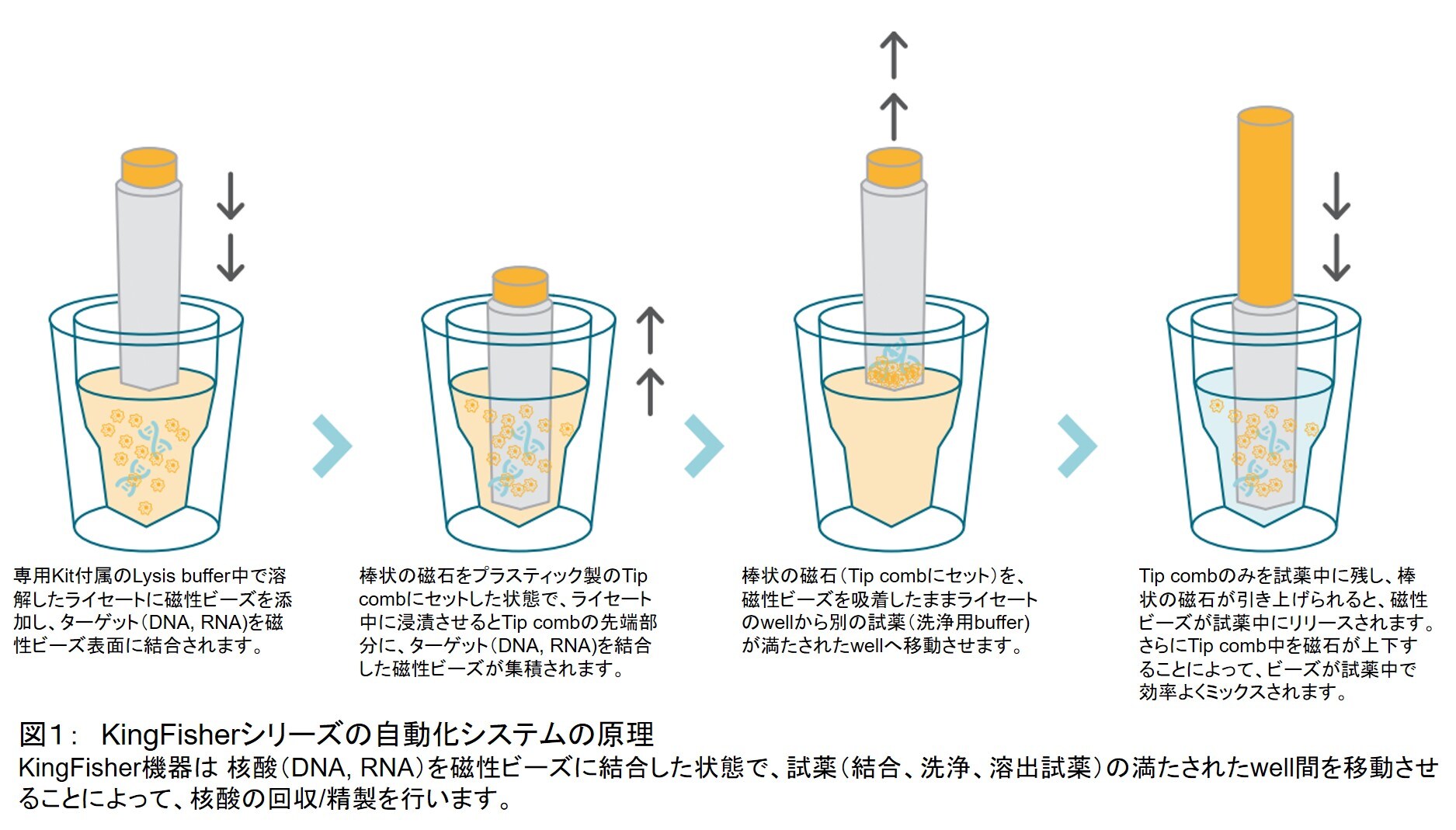 ウイルス 細菌由来の核酸 Dna Rna 精製に求められること 高収量 高純度を超えたスピードと処理能力を兼ねそろえたkingfisher シリーズの紹介 Learning At The Bench