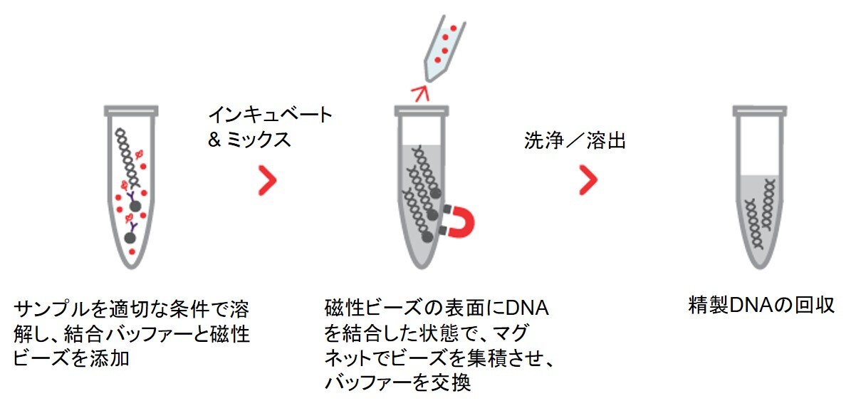 ゲノムdna精製システム選択ガイド サンプルやスループットに合った適切な精製システムの選択のために Learning At The Bench