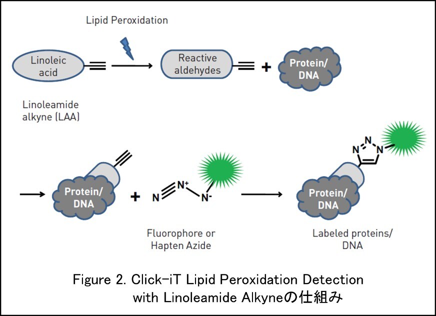 細胞解析アプリケーション