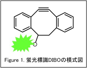 細胞解析アプリケーション