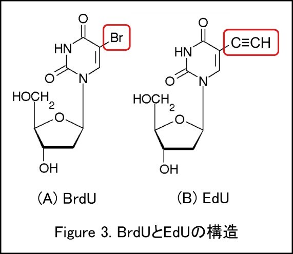 細胞解析アプリケーション