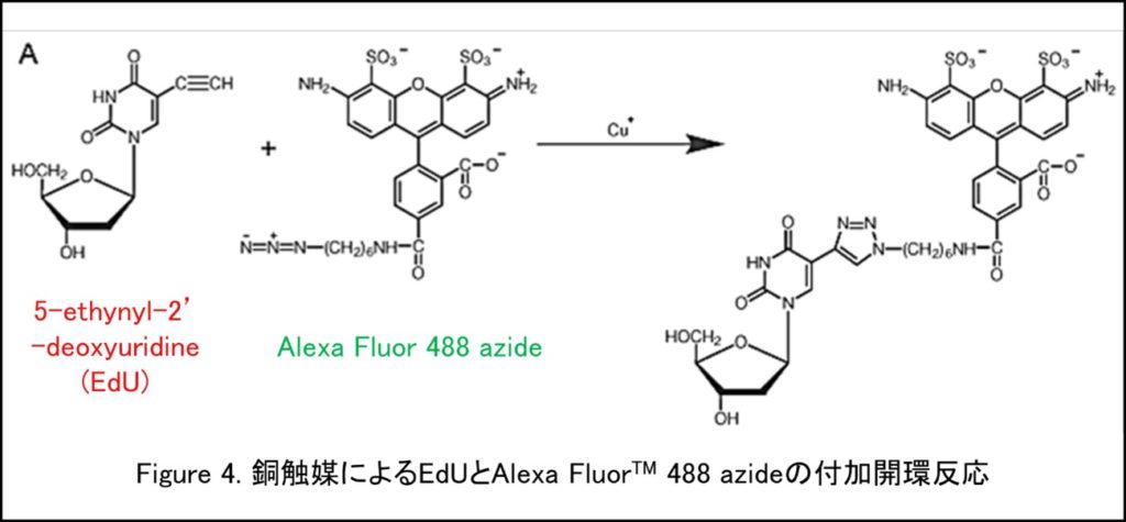 細胞解析アプリケーション