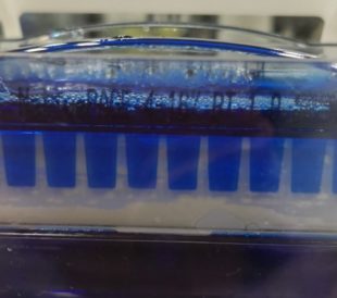 ゲルカセットのウェル部分に白いビニールテープを貼った様子