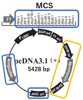 pcDNA3.1のベクターマップ：必須エレメント 