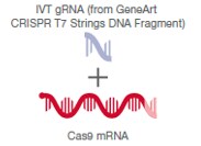ガイドRNA、Cas9 mRNA