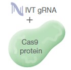 ガイドRNA、Cas9タンパク質