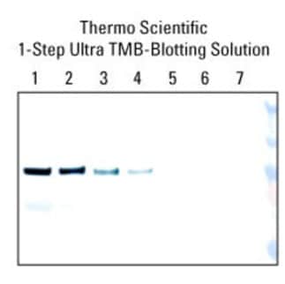 Thermo Scientific™ 1-Step™ Ultra TMB-Blotting Solutionで検出した結果 サンプル：HeLa Cell Lysate、一次抗体