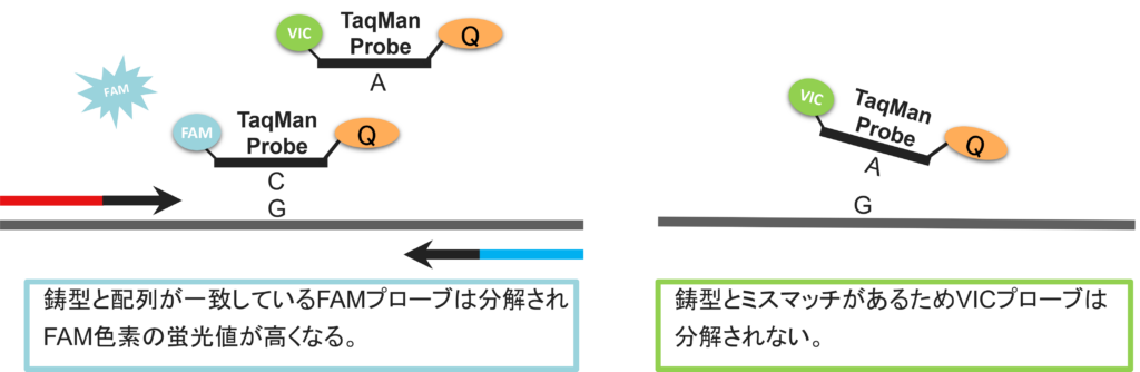 Genotyping実験の概念図