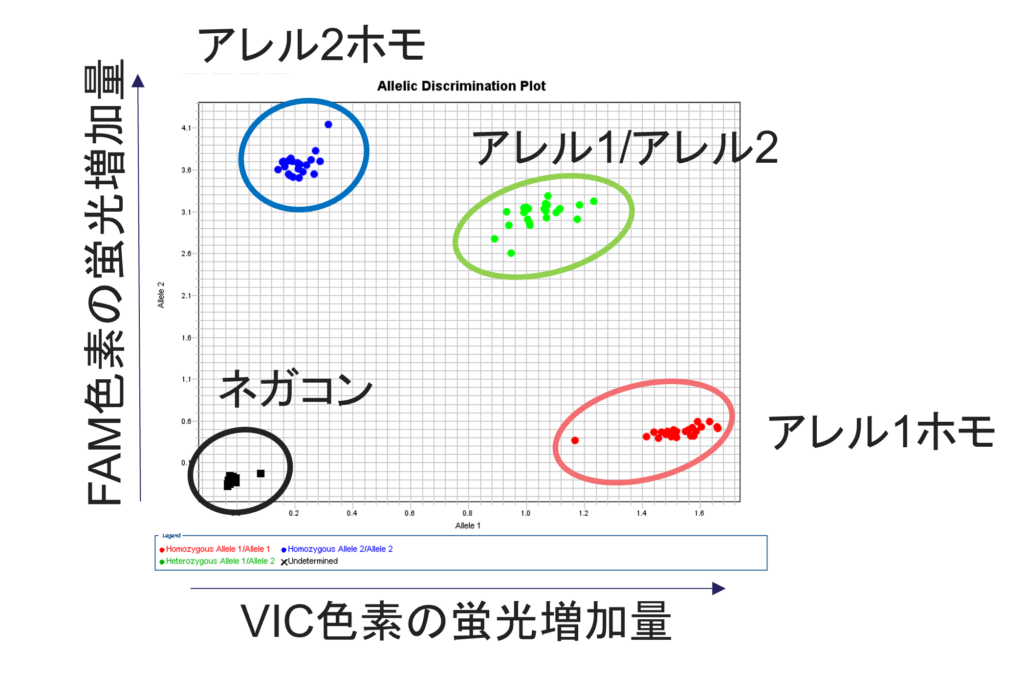 Genotypingの結果の見方