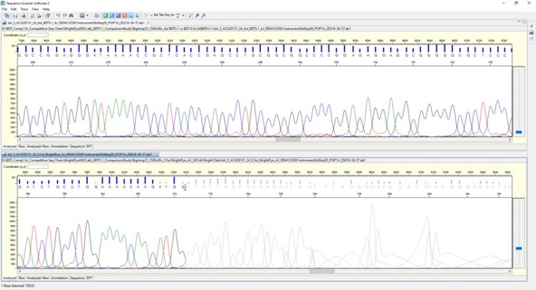 チミン(T)のホモポリマーリピート領域にいてCycle Sequencing Kit を0.5 µL使用し反応、Forward/Reverse両側からシーケンスした波形データ