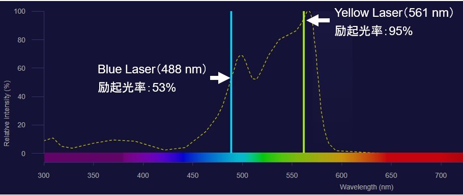 図2. PEの励起効率 Fluorescence SpectraViewerで作成（白太字と矢印は追記した） 点線がPEの励起効率で、488 nmおよび561 nmでの励行効率を%で示している